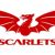 Josh Morse Scarlets